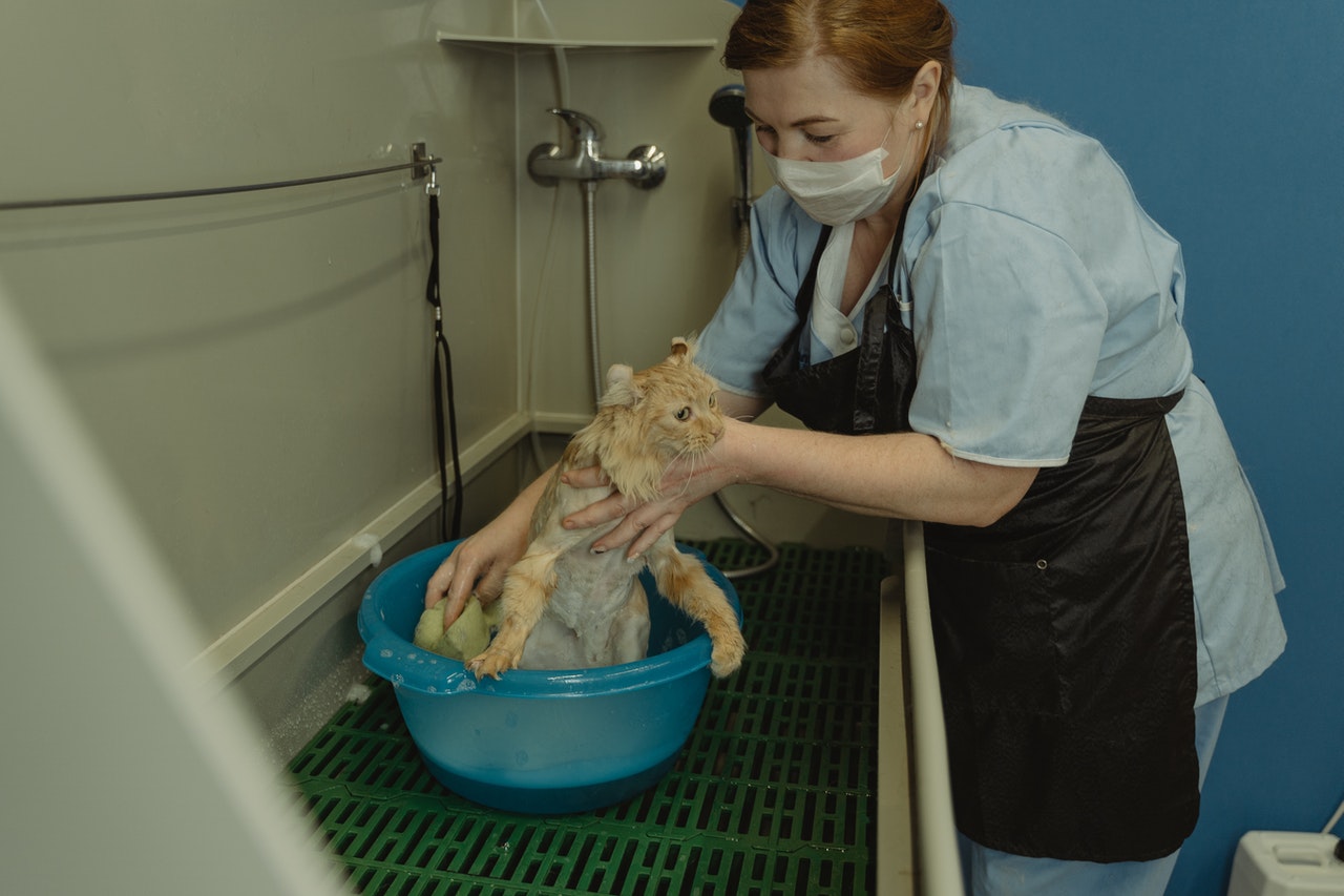 Cat being taken care by vet