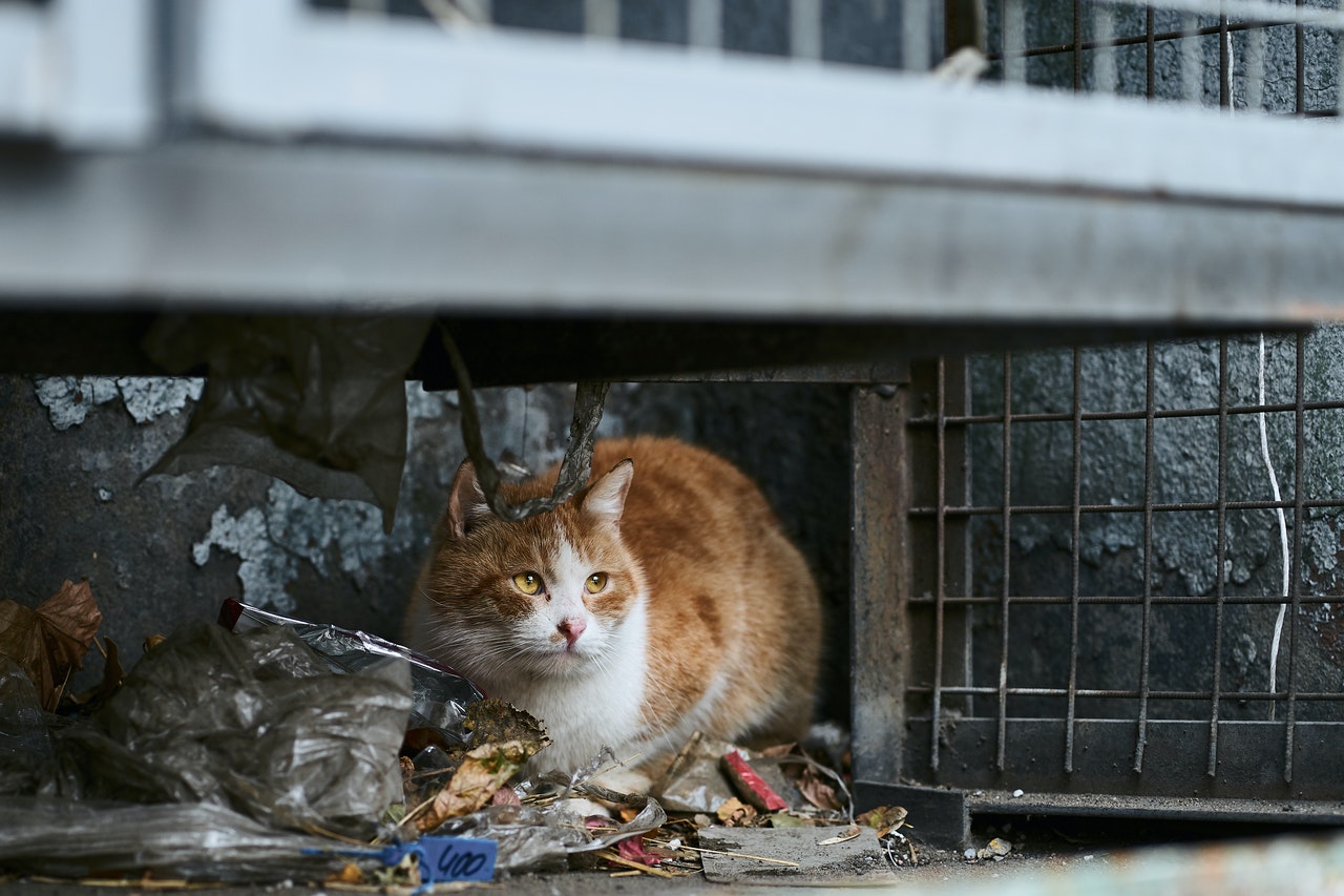 A stray cat hiding in the street