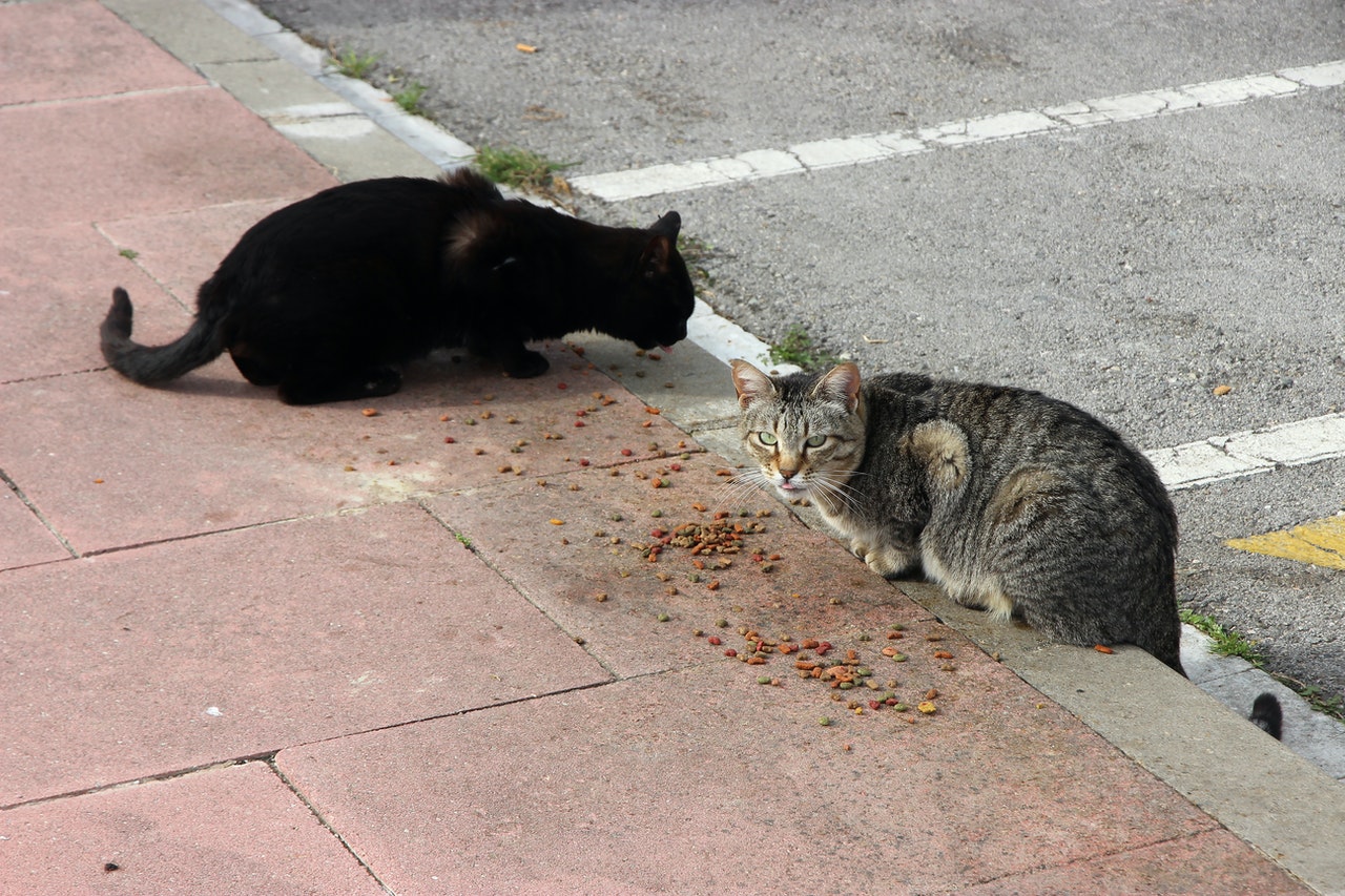 Stray cats being fed in the street