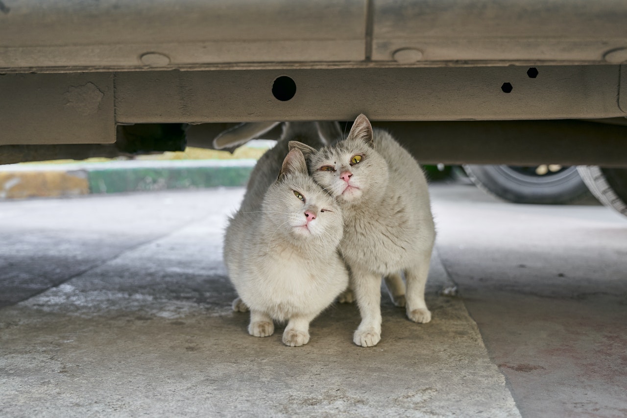 Stray cats in the street