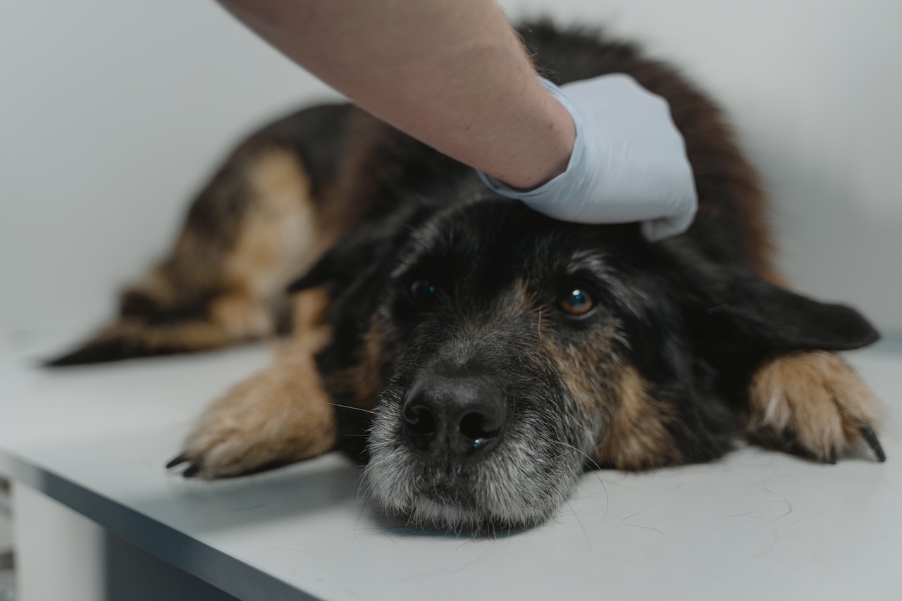 Dog is examined by vet