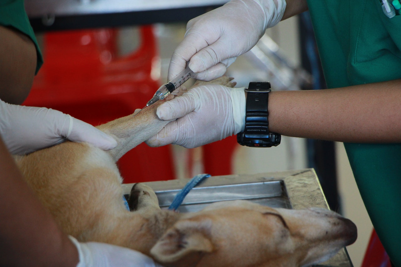 A dog is given a vaccine and being operated by vet