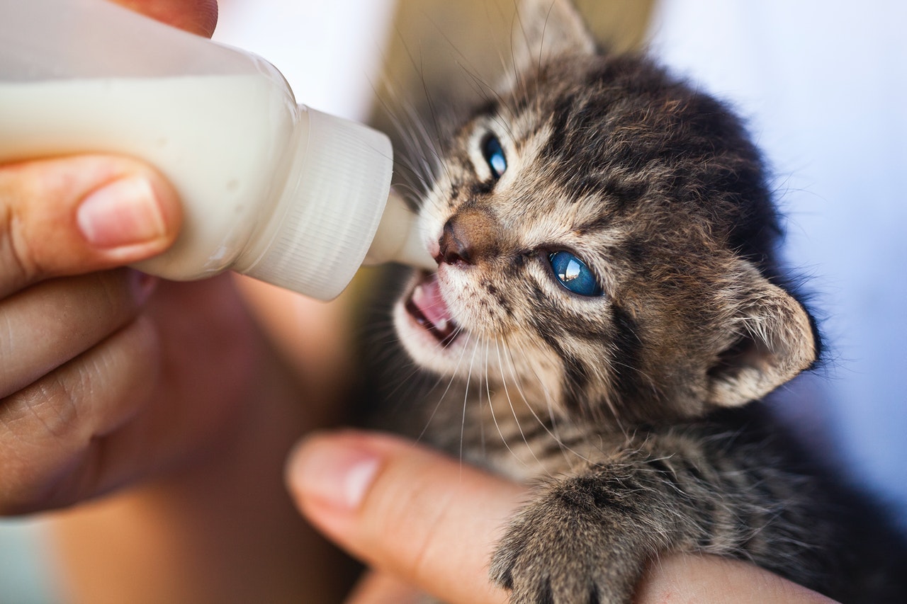 A kitten is given a bottle by a vet