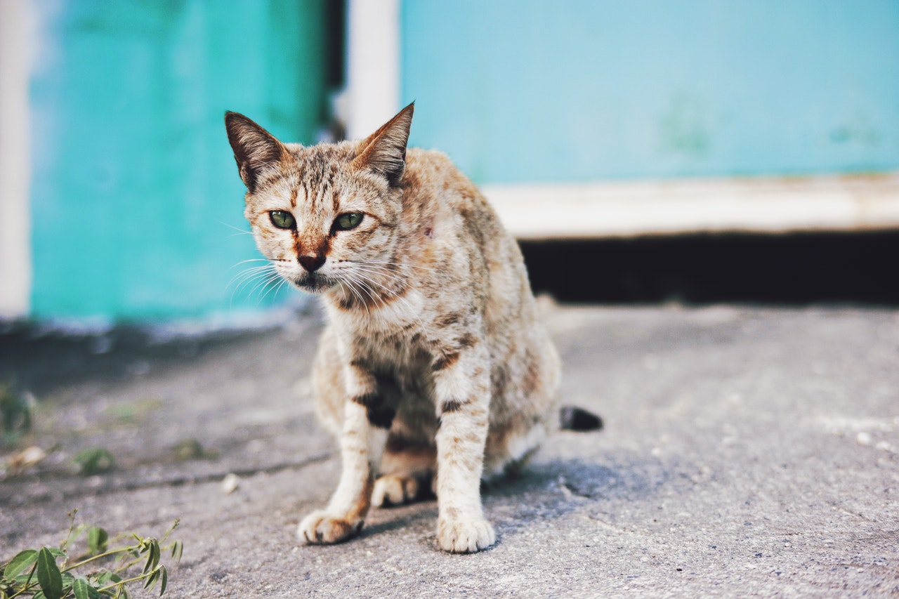 Stray Cat in the Street