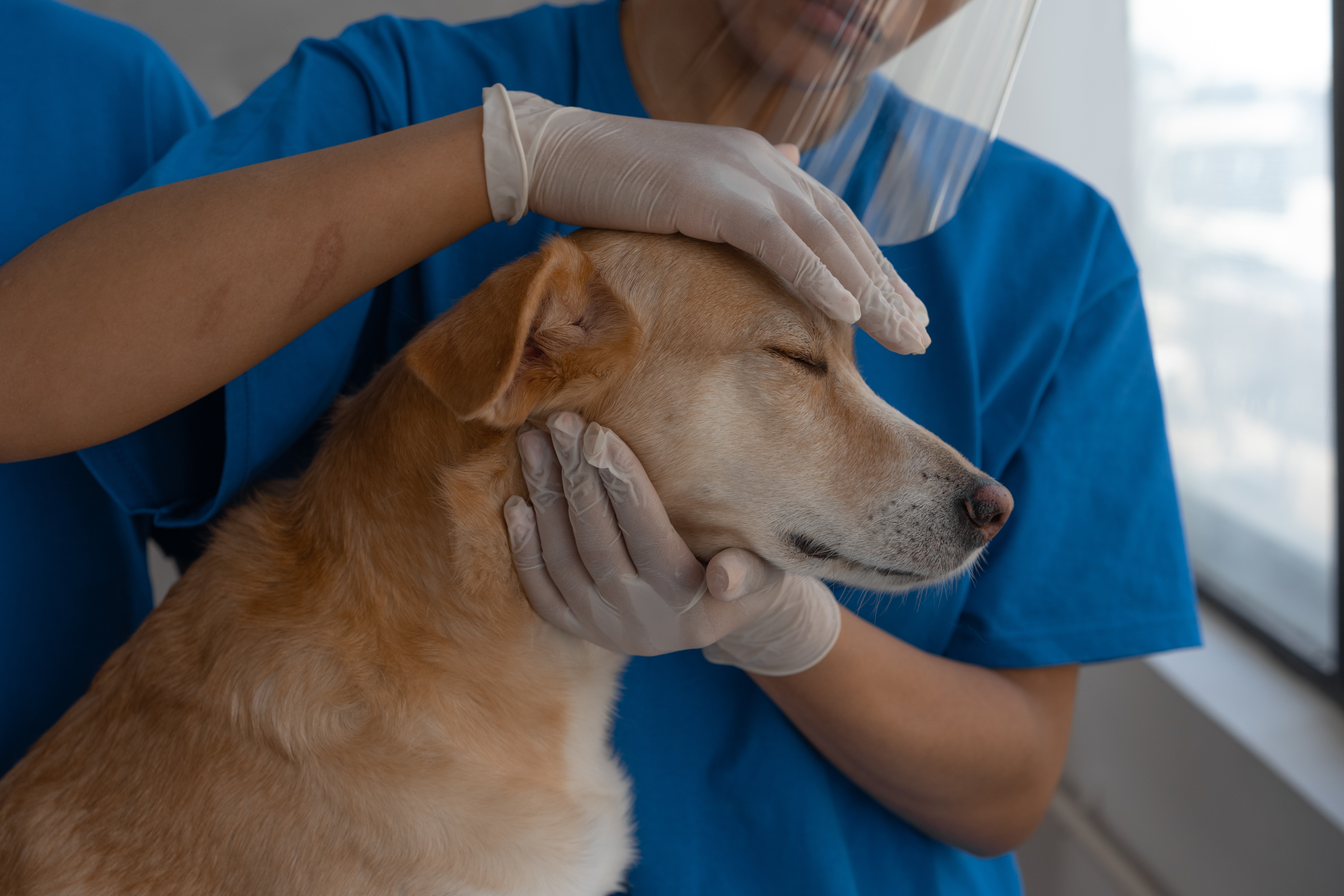 Dog being treated by vet